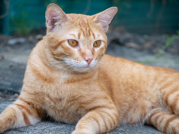 The cat on the cement floor