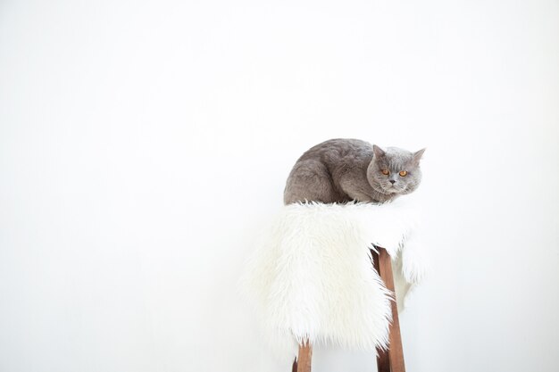 Cat on a chair. Beautiful gray cat.