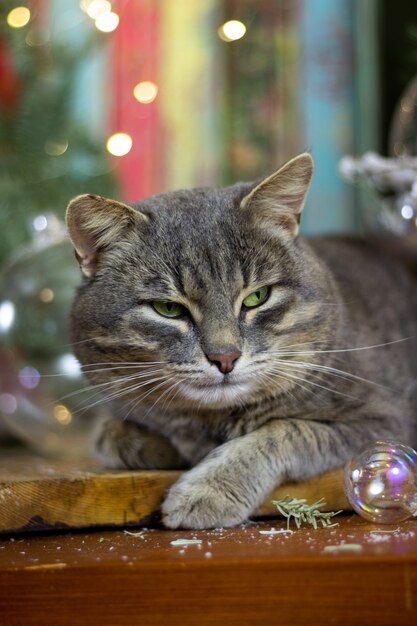 猫とクリスマス休暇クリスマスの装飾