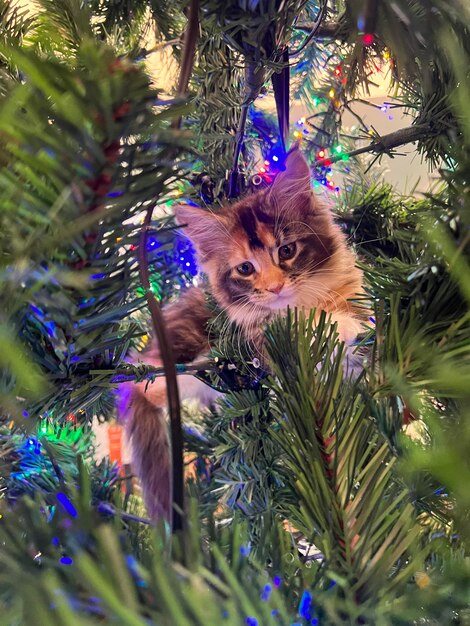 Photo cat in christmas