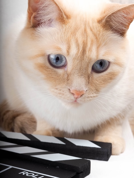 Cat Clapperboard and selective focus, white cat