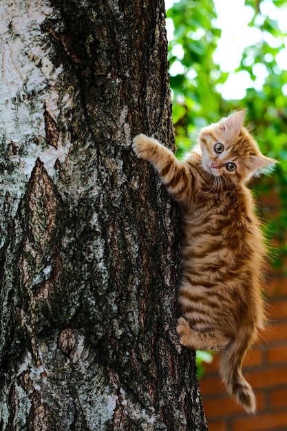 A cat climbing a tree with the word feline on it