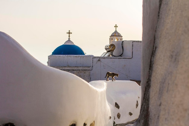 Cat climbing a white stone fence near Catholic Church at Pyrgos town, Santorini, Greece