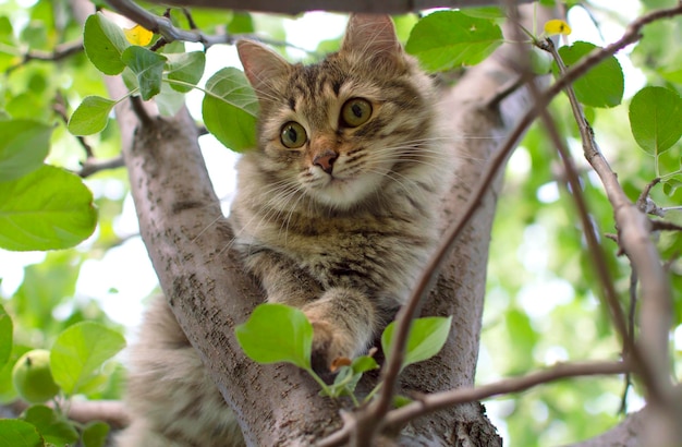 Cat climbs a tree charming cat portrait on a tree branch in\
natural conditions selective focus