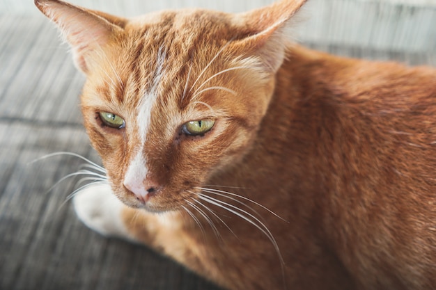 cat close up face