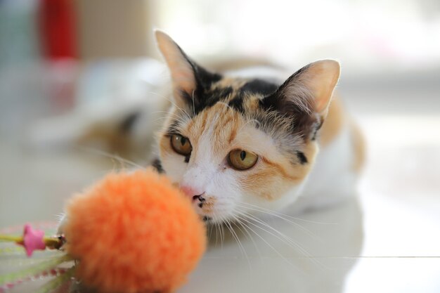 Gatto in primo piano