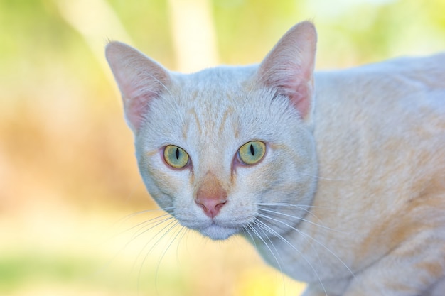 Cat closeup portrait