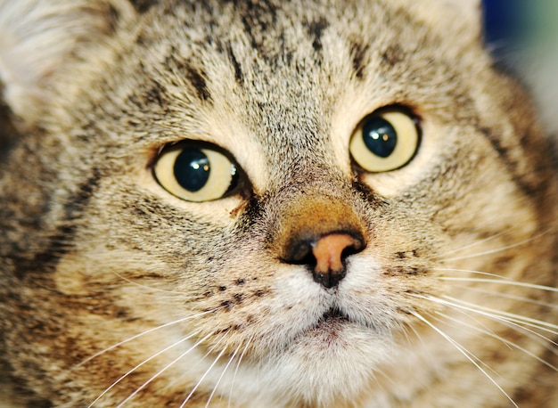 Cat, closeup