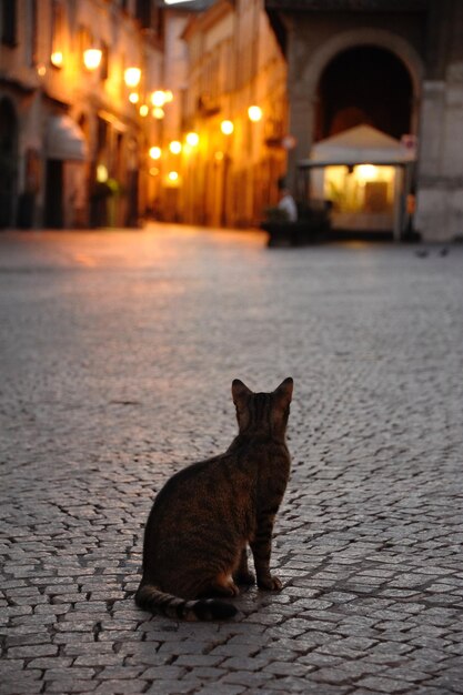 Photo cat on cobblestone at night