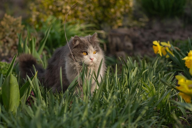 Cat in colorful flowers and green bokeh in the background