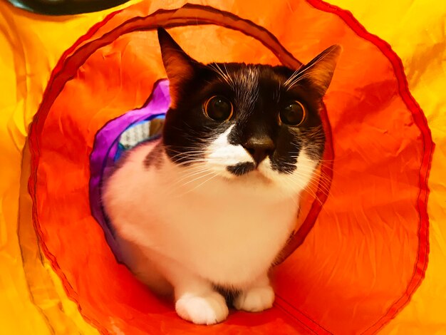 Cat in colorful tunnel