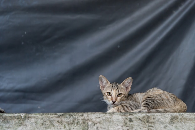 Cat on the concrete fence. 