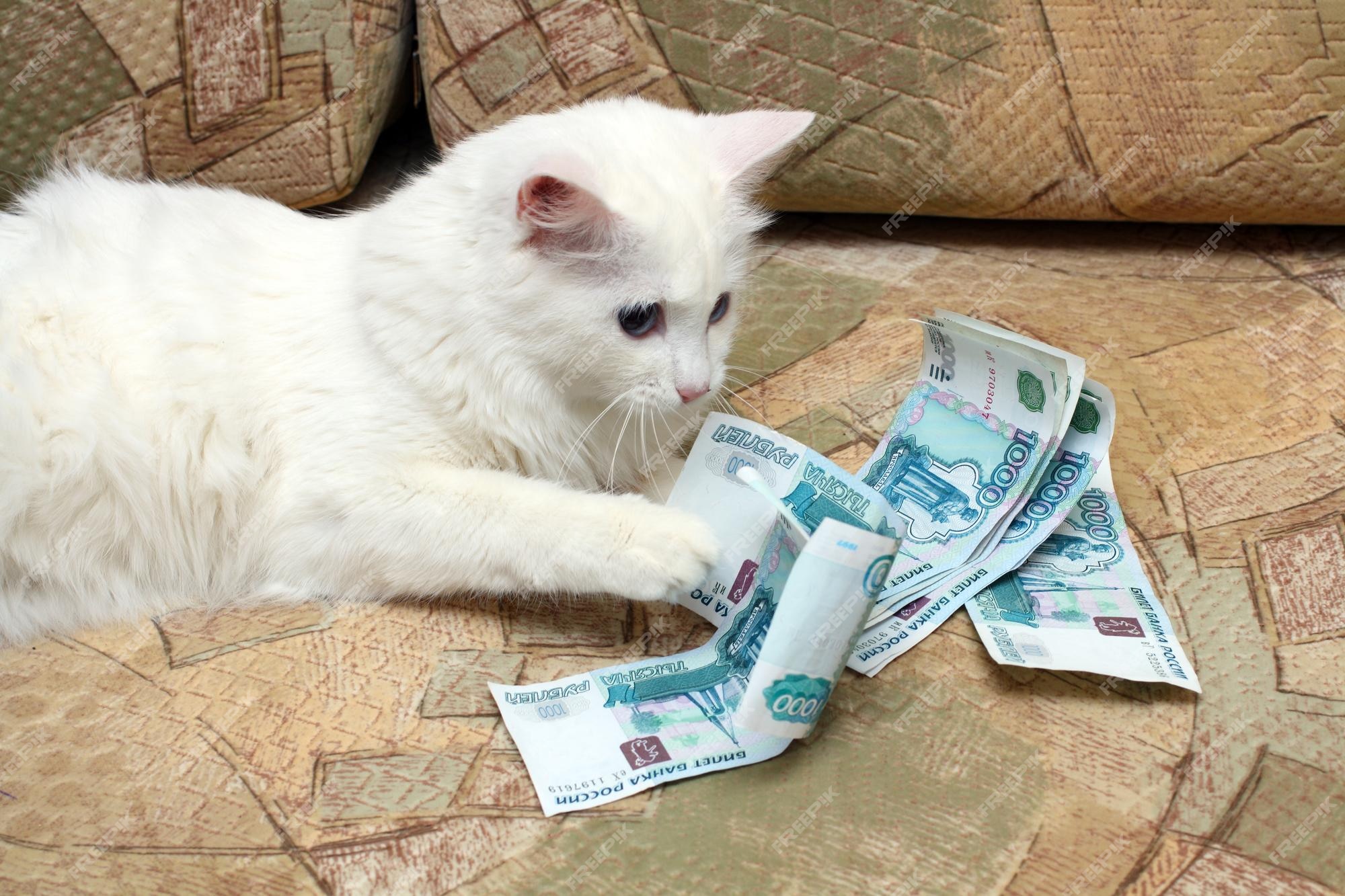 Casino cat official money cat fun