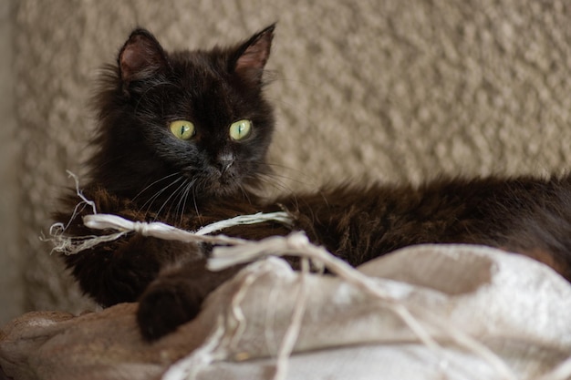 Foto gatto e campagna il simpatico gatto gioca nel cortile