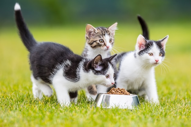 ネコ。家や庭で顆粒のボウルを持つかわいい子猫。