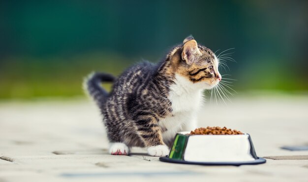 ネコ。家や庭で顆粒のボウルを持つかわいい子猫。