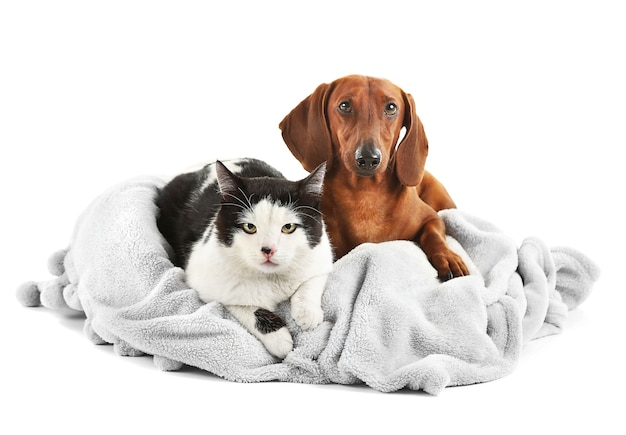 Cat and dachshund on grey lounger, isolated on white.