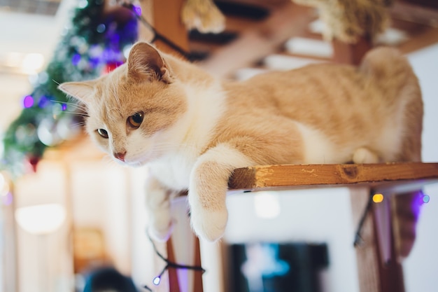 푹신한 꼬리에 매달려있는 고양이는 의자에 누워 집에서 쉬고 있습니다.