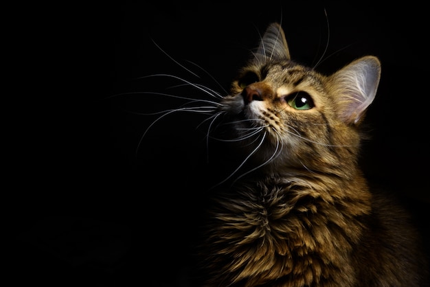 Cat on a dark background