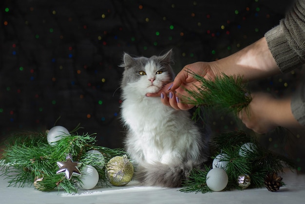 猫がクリスマス ツリーを壊す 猫がクリスマス ツリーをひっくり返した後、掃除をする女性