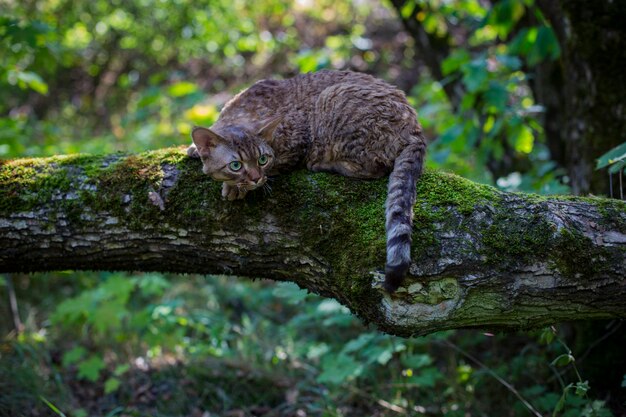 Cat devon rex si siede su un tronco nella foresta