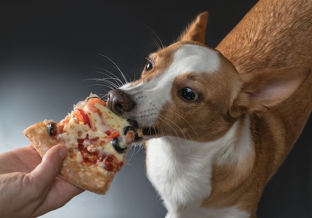 Cat and dog are fed pizza