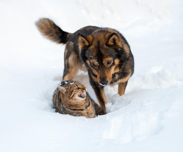 Gatto e cane migliori amici. gatto e cane che giocano insieme all'aperto sulla neve in inverno
