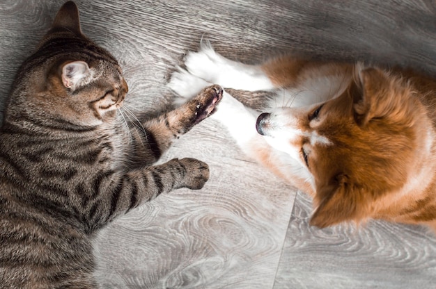 Cat and dog play together Friendship between animals Closeup