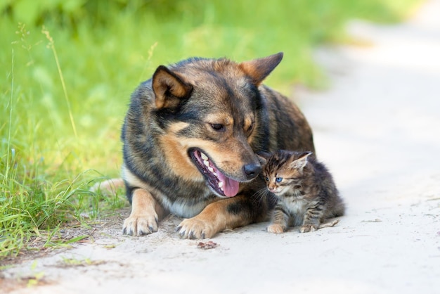 Cat and dog playing on the grass