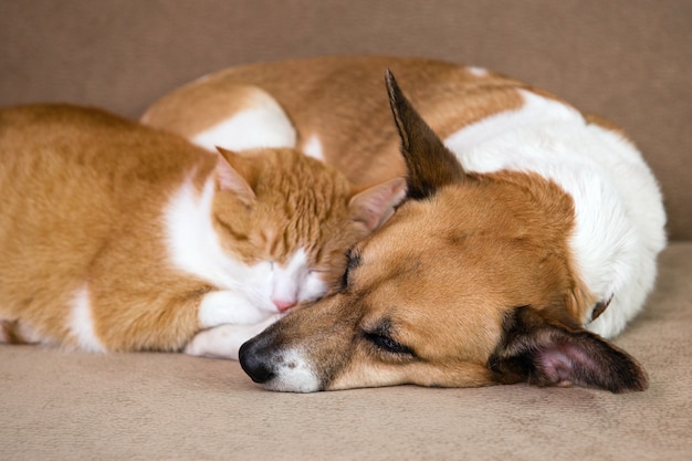 Кошка и собака вместе отдыхают на диване. Лучшие друзья.