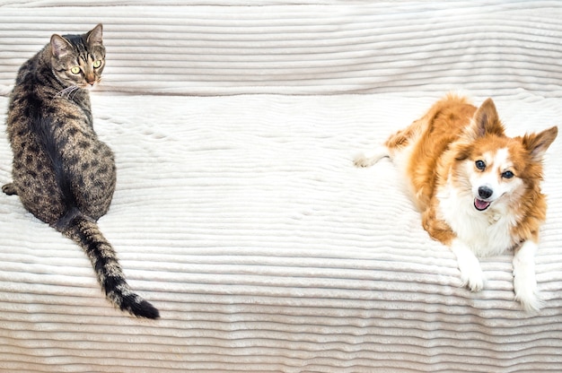 Cat and dog sit next to each other on the bed