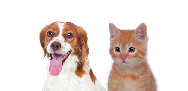 Gatto e cane seduti davanti e guardando la telecamera isolata su sfondo bianco