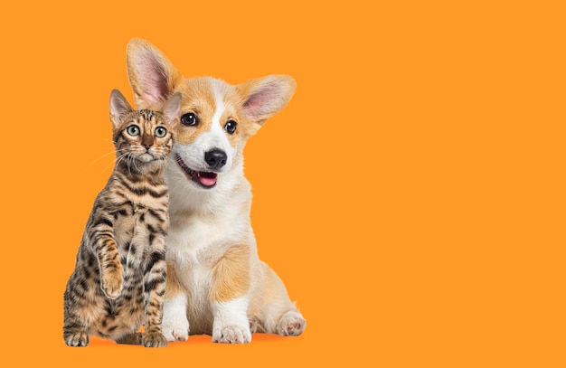 Кошка и собака сидят вместе Щенок вельш корги и бенгальская кошка смотрят в камеру на оранжевом фоне