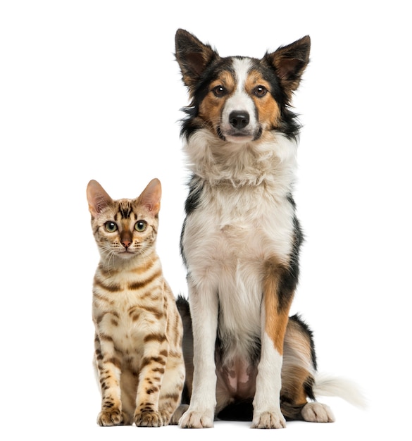 Cat and dog sitting together