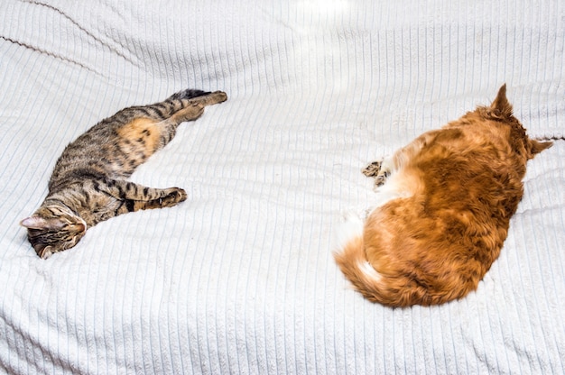 Cat and dog sleeping together on a bed in an apartment.