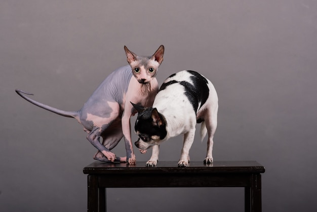 Gatto e cane insieme davanti a uno sfondo grigio in studio, canadian sphynx, chihuahua