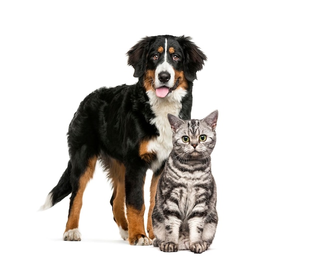 Cat and dog together in front of white background