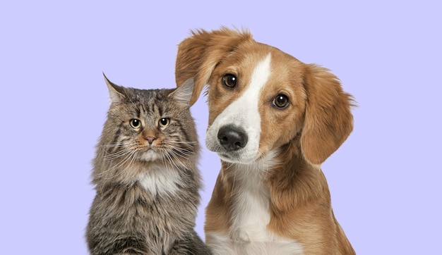 Photo cat and dog together looking at the camera on colored background