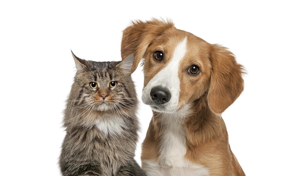 Photo cat and dog together looking at the camera isolated on white