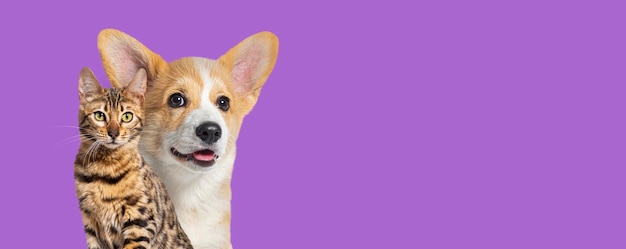 Cat and dog together Puppy Welsh Corgi and bengal act isolated on purple web banner