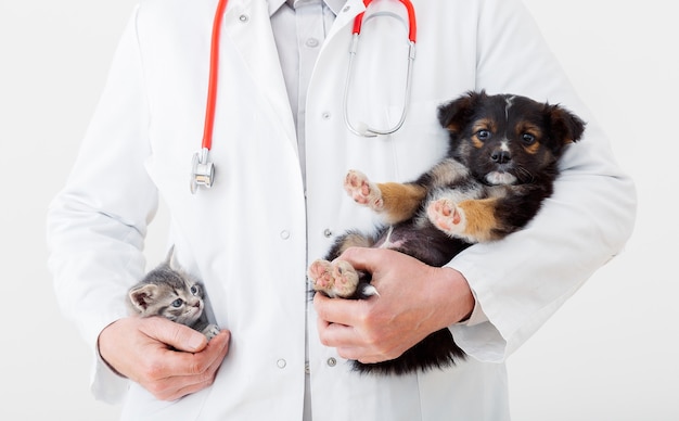 Foto gatto e cane nelle mani del medico veterinario. il medico veterinario tiene il gattino in tasca e il cucciolo in mano in camice bianco con lo stetoscopio. animali domestici del bambino in clinica. concetto di medicina