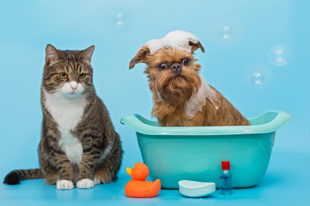 猫と犬が一緒に洗う
