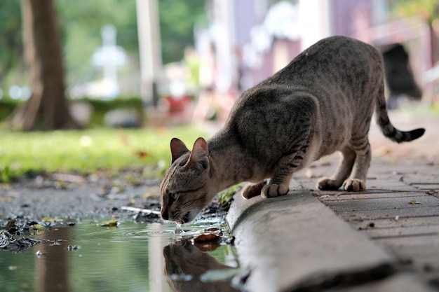 Фото Кот пьет воду из лужи на улице