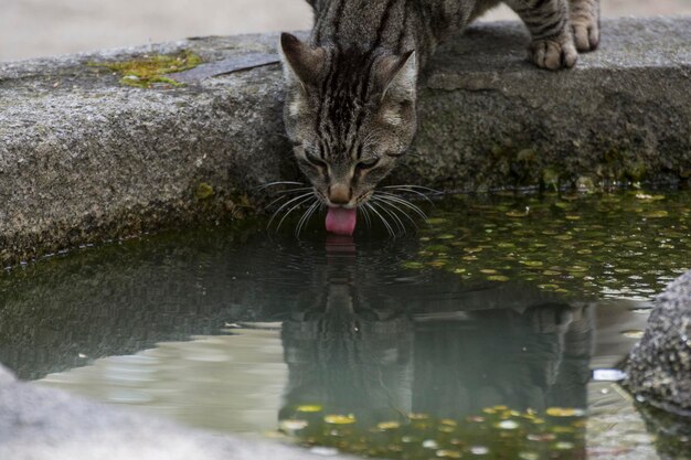 Photo cat drinking water from a lake