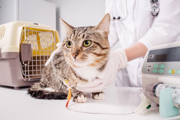 Cat on a drip Vet and animal concept