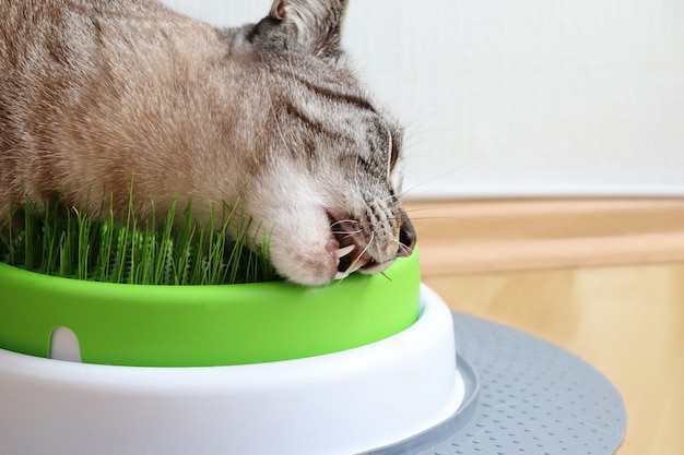 写真 木の床で植物を食べる猫