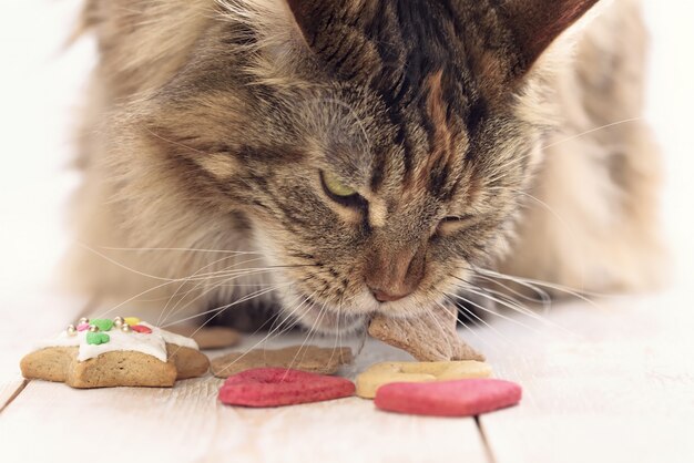 Photo cat eating closeup