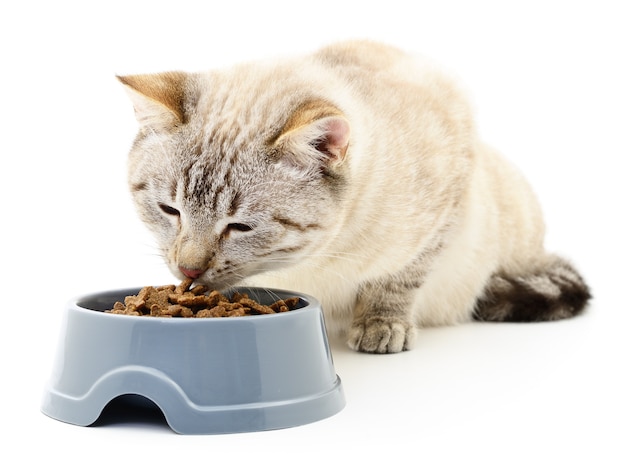 Cat eating dry food on white.