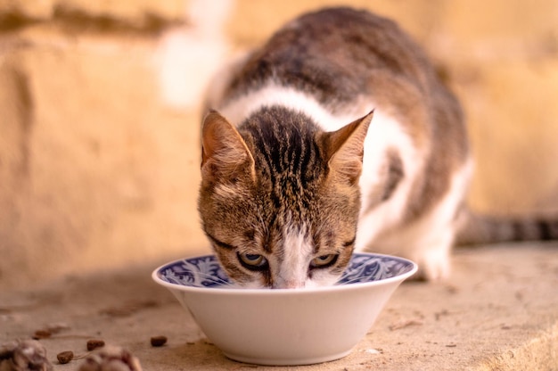 写真 鉢から食べ物を食べている猫