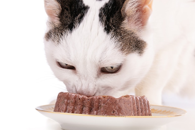 白い背景の上の皿に食べ物を食べる猫